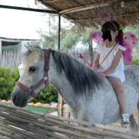 اسب پونی فلابلا کاسپین