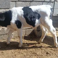 گوساله نر ۲ ماه|حیوانات مزرعه|مرودشت, مجد آباد|دیوار