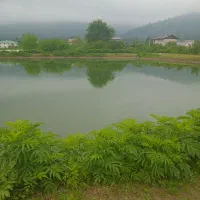 سیم کارت ثابت رند طلایی
