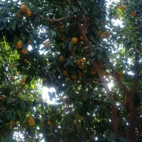 نارنج|خوردنی و آشامیدنی|دابودشت, |دیوار