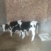 فروش کاو