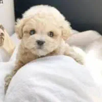 واگذاری سگ  توله پودل خوشگل جیبی فنجونی