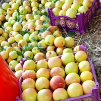 نیازمندیک نفرباغبان|خدمات باغبانی و درختکاری|خرم‌آباد, |دیوار