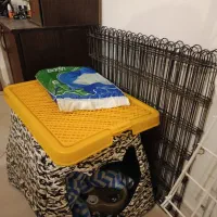 وسایل سگ پت|لوازم جانبی حیوانات|مشهد, نیروی هوایی|دیوار