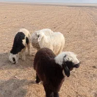 فروش4راس بره نر هم برا کشت خوبن هم پروار