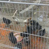 جوجه مرغ آمروک