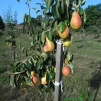 کلیه خدمات باغبانی ، هرس