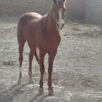 نریون یورقه|اسب و تجهیزات اسب‌سواری|زبرخان, |دیوار