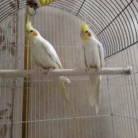 عروس هلندی لوتینو