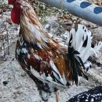 مرغ و خروس گلین
