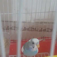 مرغ عشق|پرنده|پاکدشت, پاکدشت (مامازند)|دیوار