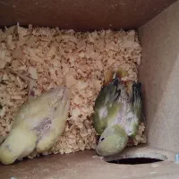 طوطی برزیلی|پرنده|هرسین, |دیوار