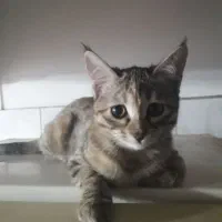 واگذاری ۳تا بچه گربه
