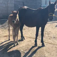 اسب مادیون|اسب و تجهیزات اسبسواری|زنجان, |دیوار