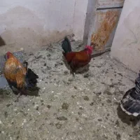 خروس رسمی|حیوانات مزرعه|صالح آباد, |دیوار