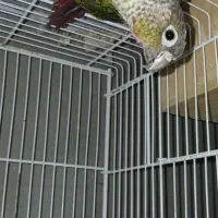 گرینچک نر بالغ با تست مشهد