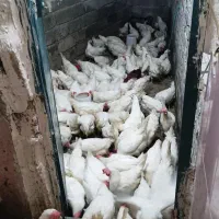 مرغ سفید همشون روستای هستن