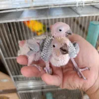 جوجه سرلاکی خورشیدی