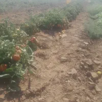 به چن نفر کارگر ساده برای گوجه چینی در هشترود