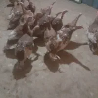 بیست عددبوقلمون|حیوانات مزرعه|خاو و میرآباد, |دیوار