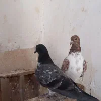 کبوتر