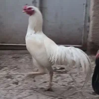 خروس سفید نصل کشی