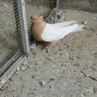 کفتر سینه زرد|پرنده|تهران, شارق|دیوار