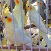 عروس هلندی جوجه وبالغ|پرنده|اصفهان, پوریای ولی|دیوار