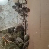 جوجه بلدرچین