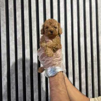 توله سگ تاینی توی پودل تیکاپ|سگ|تهران, وردآورد|دیوار