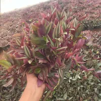 گل ناز و برگ بیدی|گل و گیاه طبیعی|محلات, |دیوار