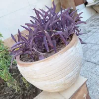 گل بید همراه با گلدان