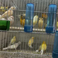 قناری تعداد بالا شارژ شد .در پرنده سرای سلاطین