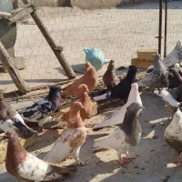 کبوتر|پرنده|شیراز, کفترک|دیوار