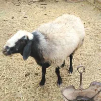 بره دوسال شال