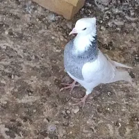 کفتر طوقی|پرنده|خرمشهر, |دیوار