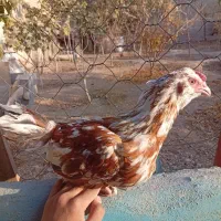 مرغ گلین|حیوانات مزرعه|قرچک, زیبا شهر|دیوار