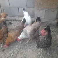 مرغ تخم گذار|حیوانات مزرعه|شوشتر, |دیوار