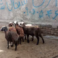 بره ماده بز