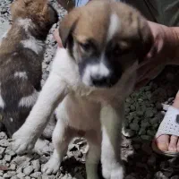 واگذاری نگهبان|سگ|گرگان, |دیوار