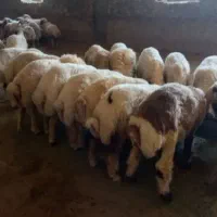 بره نر
