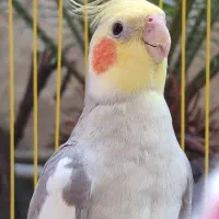 فروش عروس هلندی|پرنده|لاهیجان, رجایی|دیوار