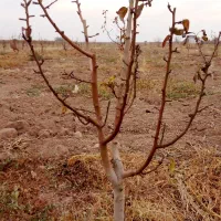 نهال گلابی|خدمات باغبانی و درختکاری|اسفرورین, |دیوار