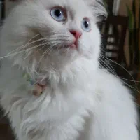 گربه|گربه|گرگان, |دیوار