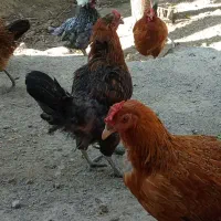 مرغ تخمگذار رسمی و نژاد دار