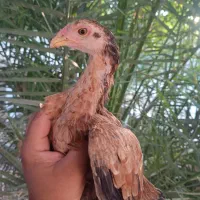 مرغ کوهی و محلی|حیوانات مزرعه|ایرانشهر, |دیوار