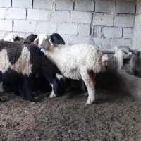 بره و کهره
