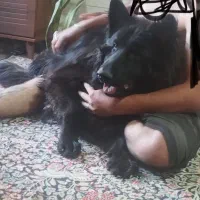 واگذاری یک عدد سگ ژرمن بلک