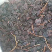 مویزدشمن زیاری...