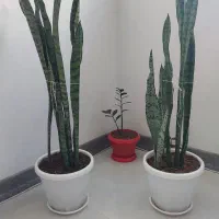 گل سانسوریا گلدان سفالی